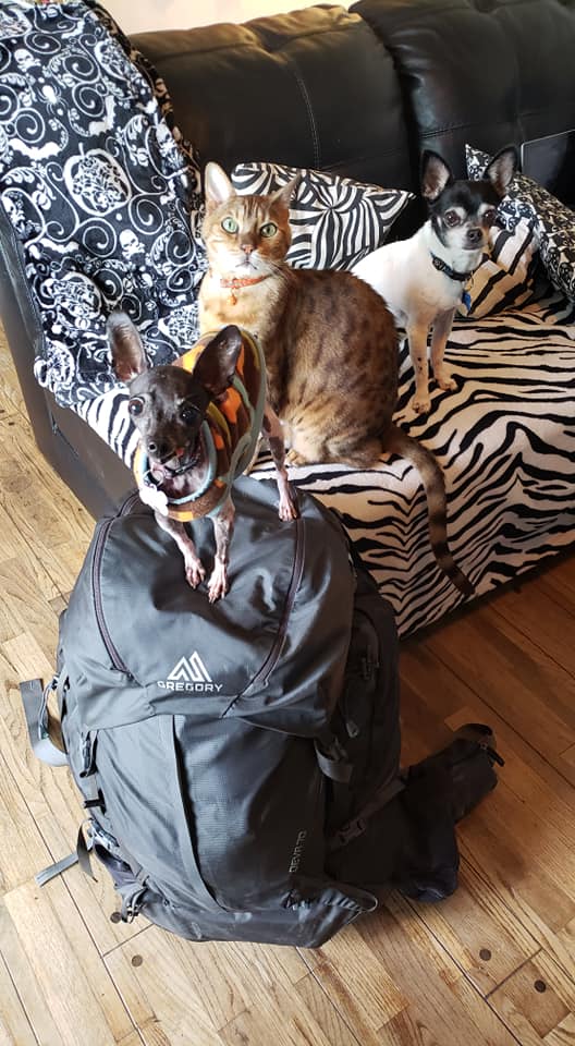 animals with bag